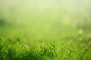Soufre prairies fourrages
